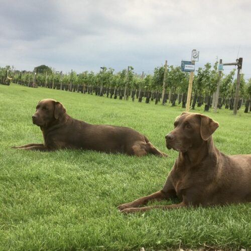 Two dogs laying in the vineyard