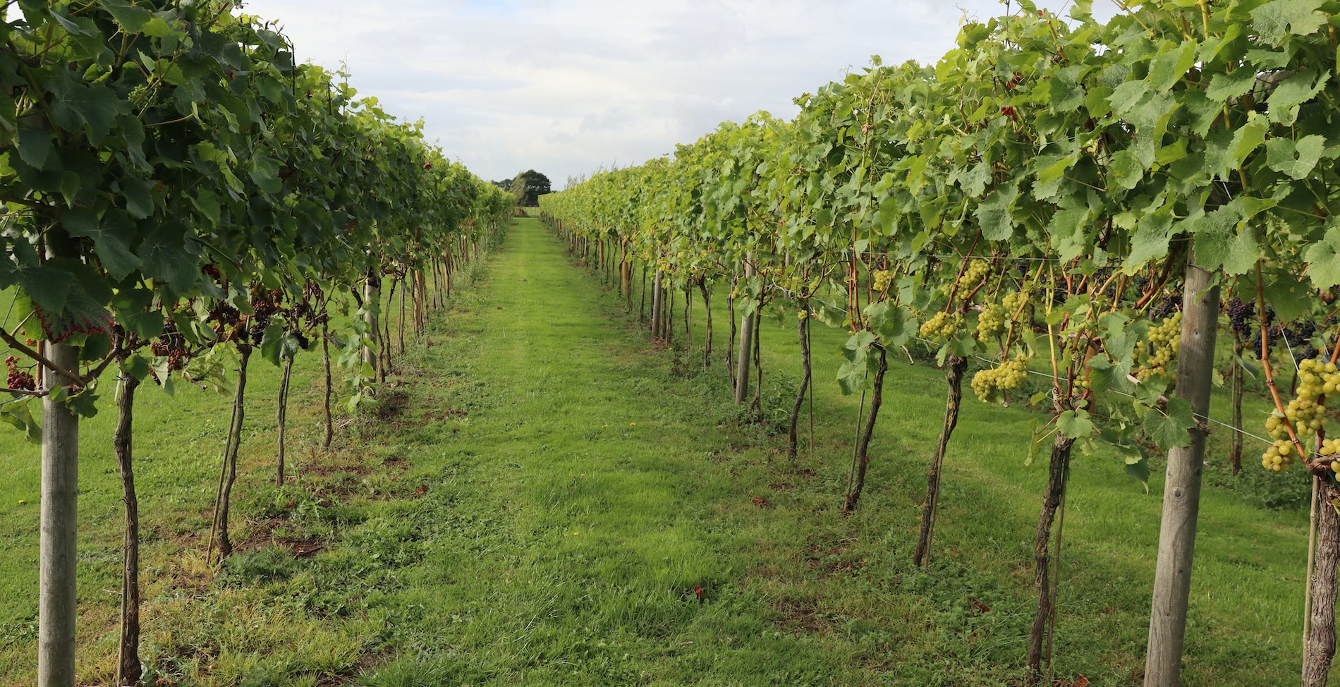 Local vineyard near clearance me