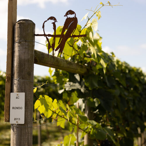 Things to do This Summer at Yorkshire Heart