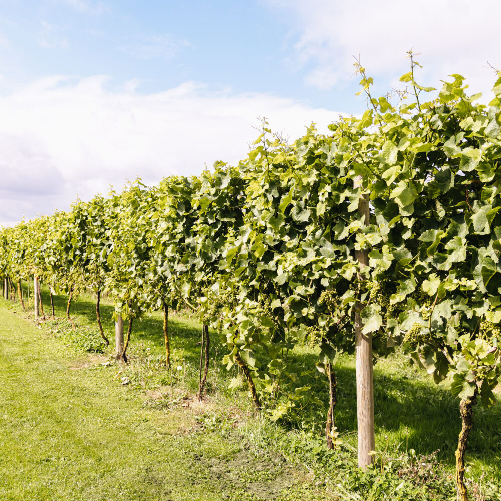 Yorkshire Heart Vineyard Row