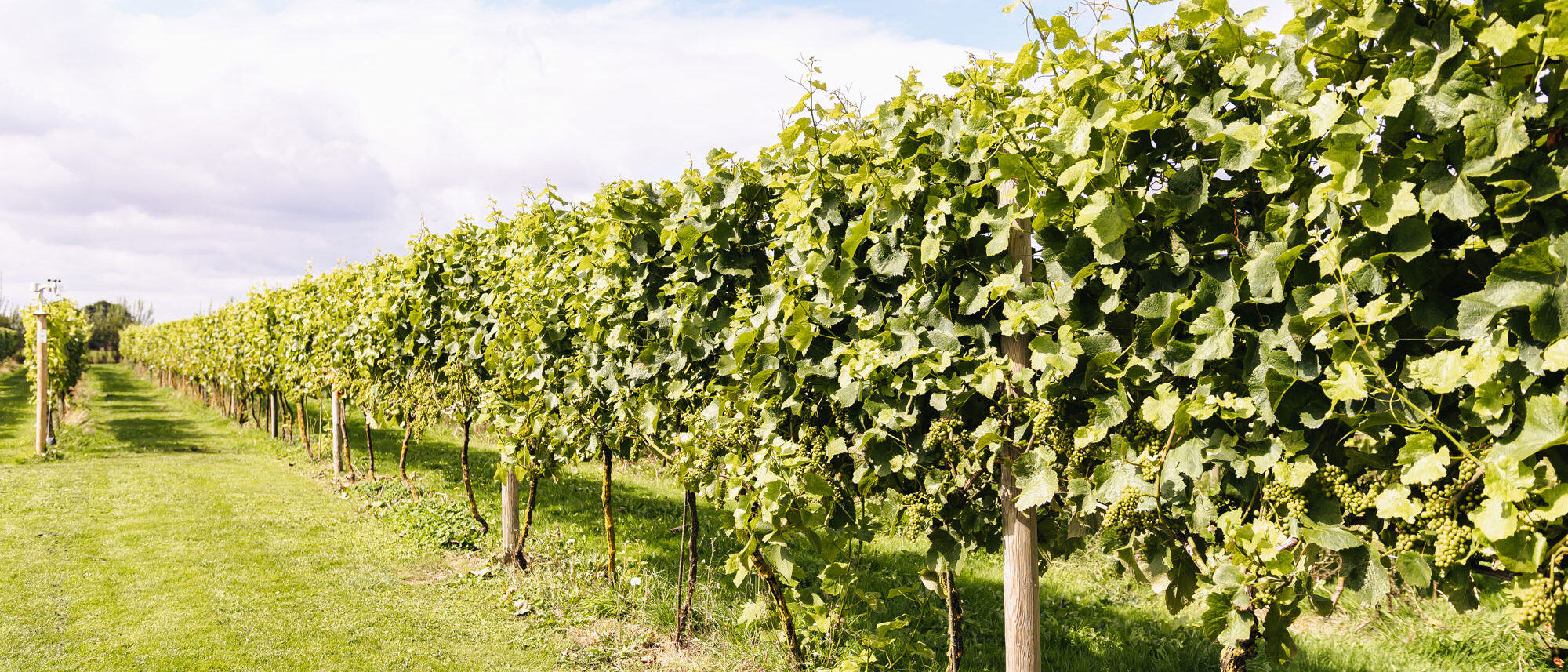 Yorkshire Heart Vineyard Row