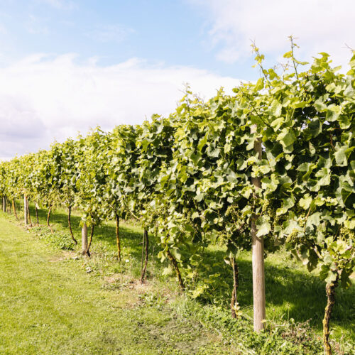 Yorkshire Heart Vineyard Row
