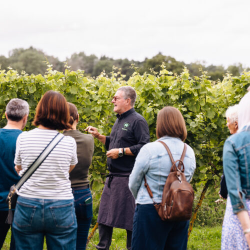 Wine Tasting Experience & Vineyard Tour