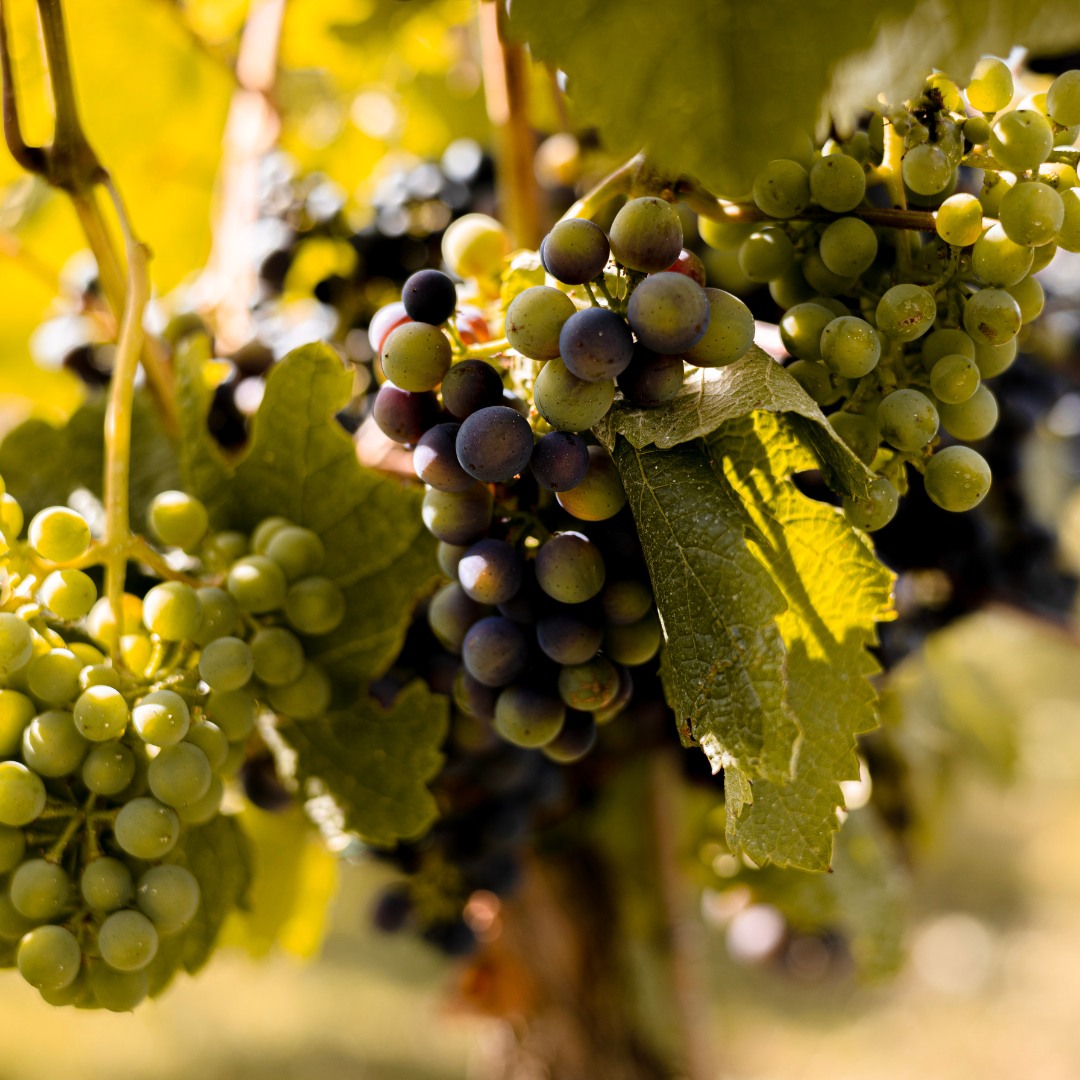 The Wine Making Process