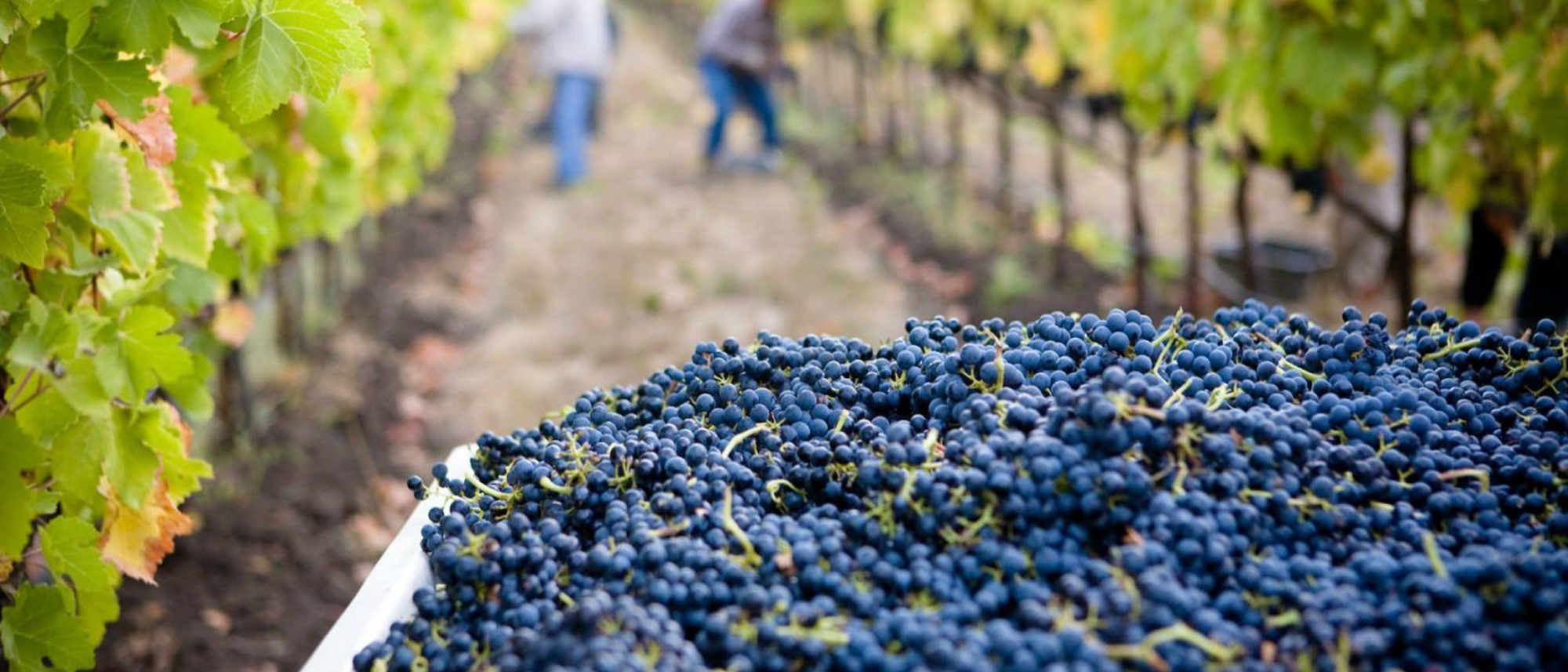 grape-harvesting