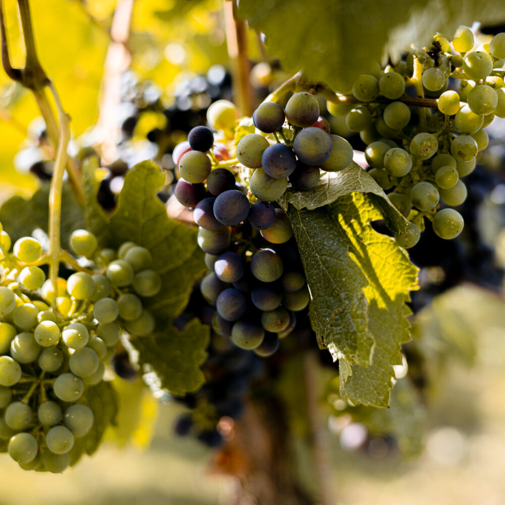 grapes-in-vine