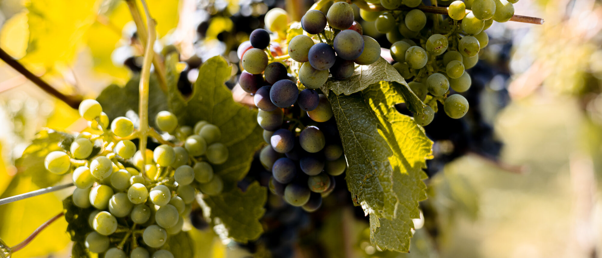 grapes-in-vine