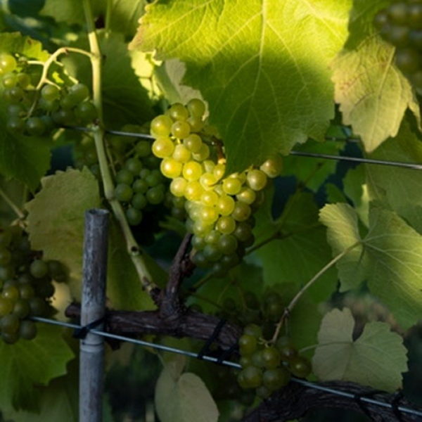 High cayton Vineyard Logo
