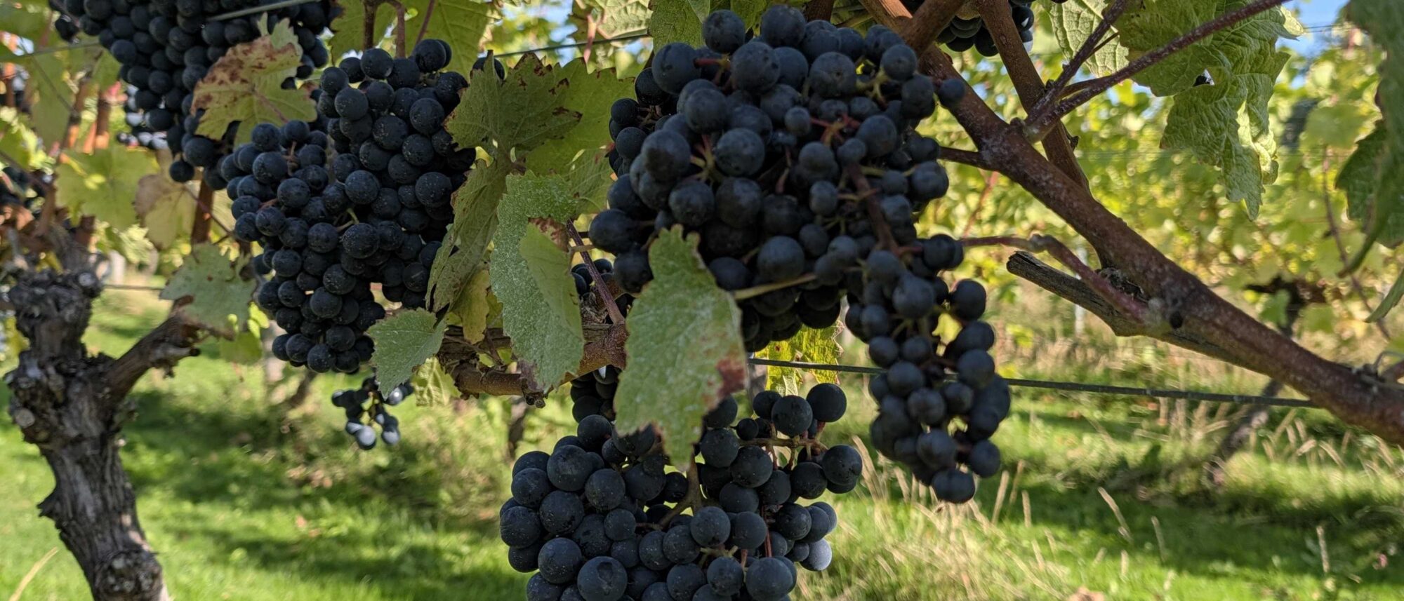 Pinot Noir Grapes on the vine