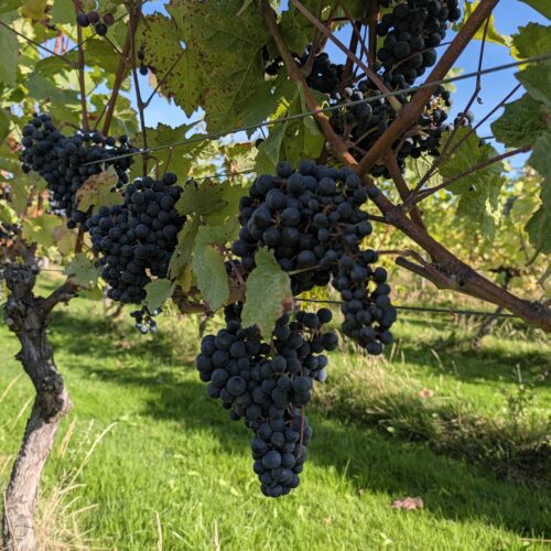 Pinot Noir Grapes on the vine