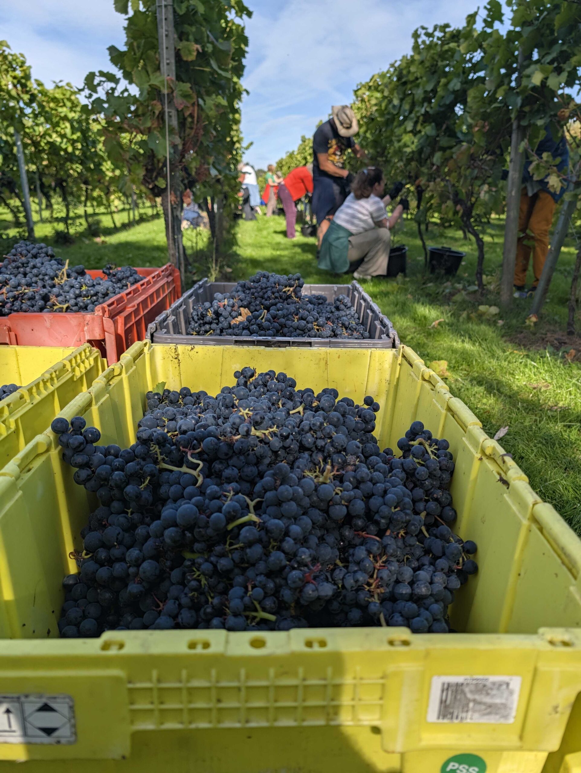 Pinot Noir Harvesting